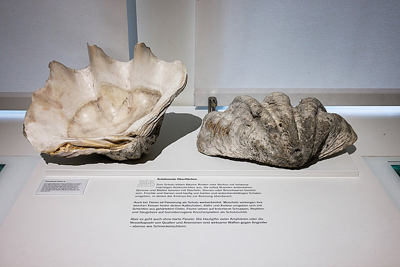 "Riesenmuschel" in der Ausstellung Form und Funktion