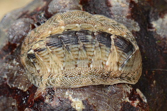 Käferschnecke (verm. Rhyssoplax olivacea)