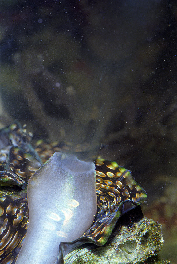 Spermaausstoß einer Tridacna squamosa