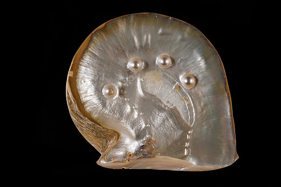 Perlenartige Verdickungen in der Perlmuttschicht einer Perlmuschel