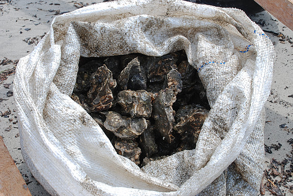 frisch gesammelte Austern  (Foto: H. Höfer)