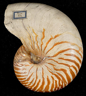 Nautilus Schale mit Etikett von Auerbach