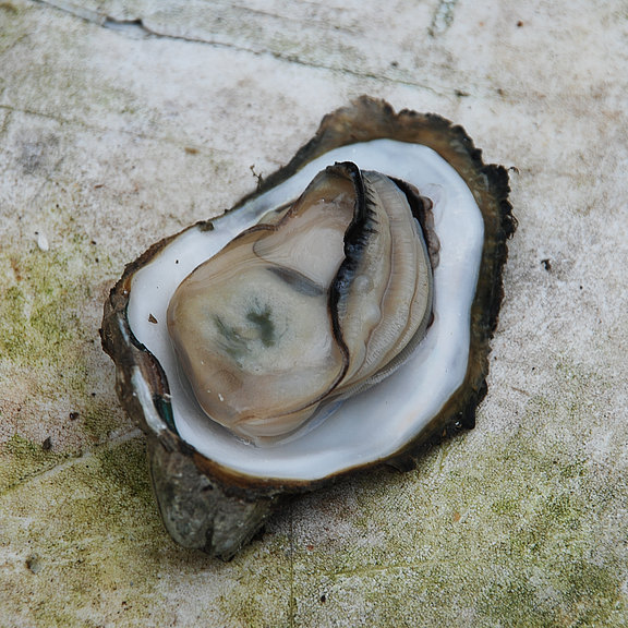 geöffnete Auster (Foto: H. Höfer)