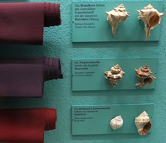 Exponat des Naturhistorischen Museums in Wien: Purpurschnecken und gefärbten Stoffen