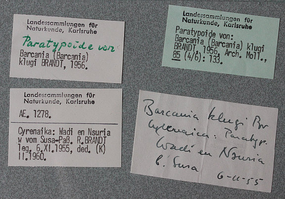 Etiketten zu Brandt-Belegen: Original-Etikett von R. Brandt, Schreibmaschinen-Etiketten von H. Knipper 